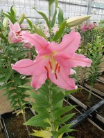 [4213 Pardini No02.JPG]